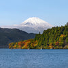 Japan: Sakura Honeymoon