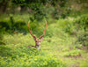 Sri Lanka: Wildlife Adventure
