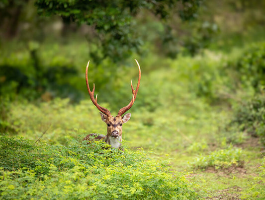 Sri Lanka: Wildlife Adventure