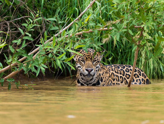 Brazil: Jaguars to Pristine Islands