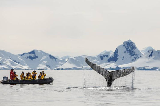 Falklands, South Georgia and Antarctica