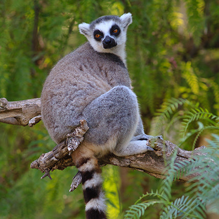 Madagascar: Island Heritage Embrace