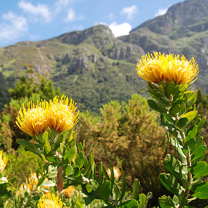 South Africa: Eco-Luxury Adventure
