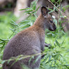 Australia: Going All Out