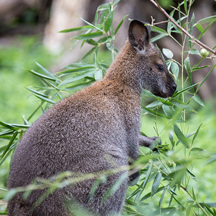 Australia: Going All Out
