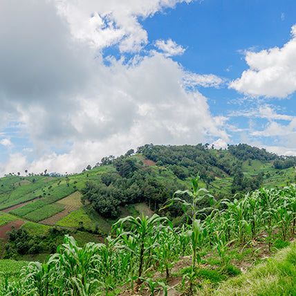 Green in Guatemala
