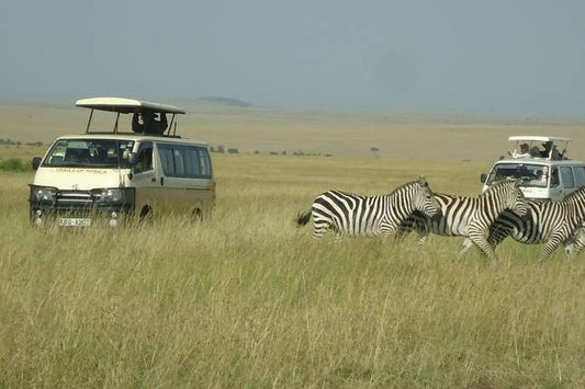 Kenya's Wilderness: A 7-Day Safari Adventure
