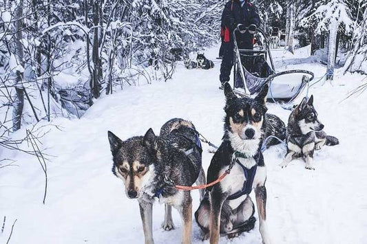Journey to Finland's Winter Wonderland