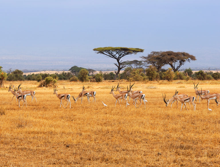 Kenya: Conservation, Community, and Climate Resilience Safari