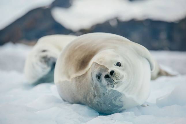 Best of Antarctica: Whale Journey (12 destinations)