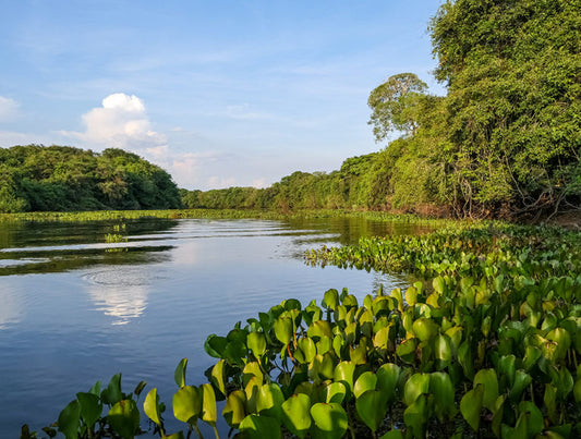 Brazil: Jaguars to Pristine Islands