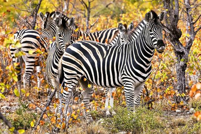 South Africa : Wildlife, Garden Route & Mother City Cape Town