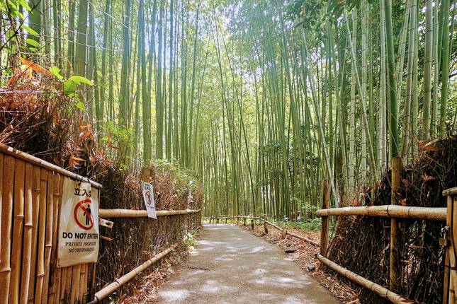 Best of Japan: Tokyo to Osaka (Private Guided)