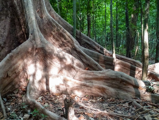Brazil: Amazon to Bahia Eco-Luxury Honeymoon