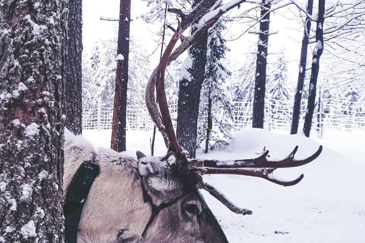 Journey to Finland's Winter Wonderland