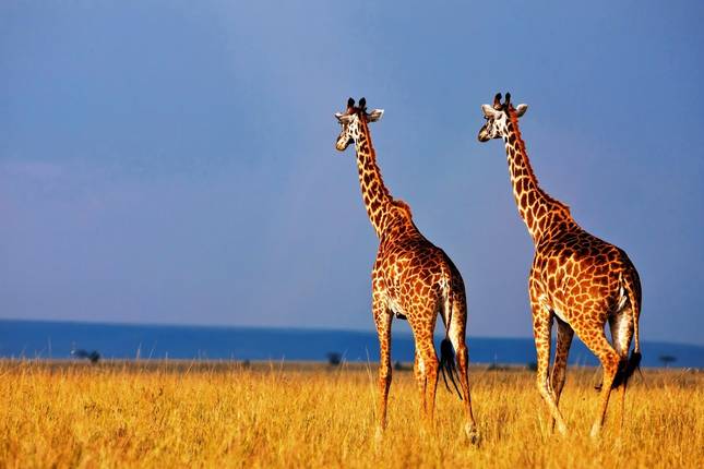 Wild Kenya: Nairobi, Maasai Mara, Amboseli & Lake Naivasha
