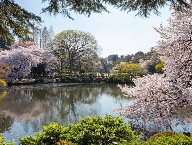Japan: Sakura Honeymoon