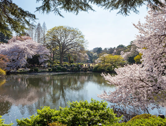 Japan: Sakura Honeymoon