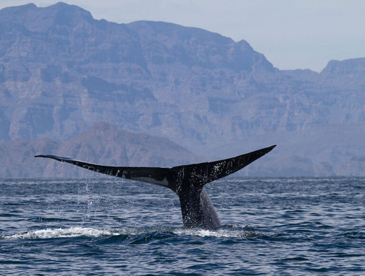 Baja: Ocean Safari