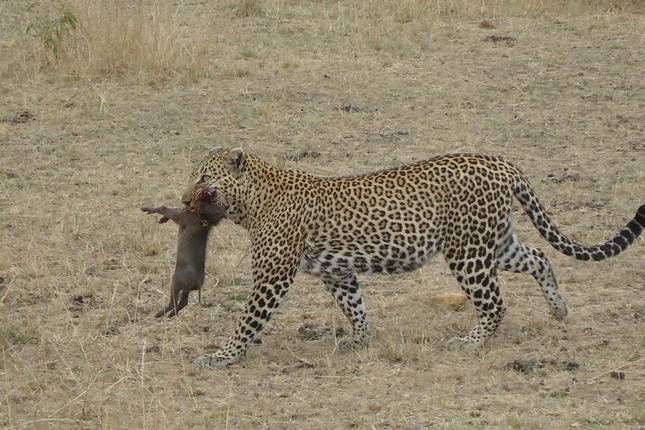 Kenya's Wilderness: A 7-Day Safari Adventure