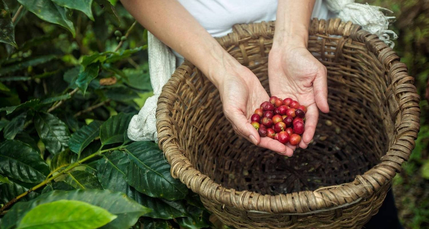 Costa Rica Quest