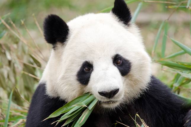 Chengdu to Chongqing Discovery Tour 8D