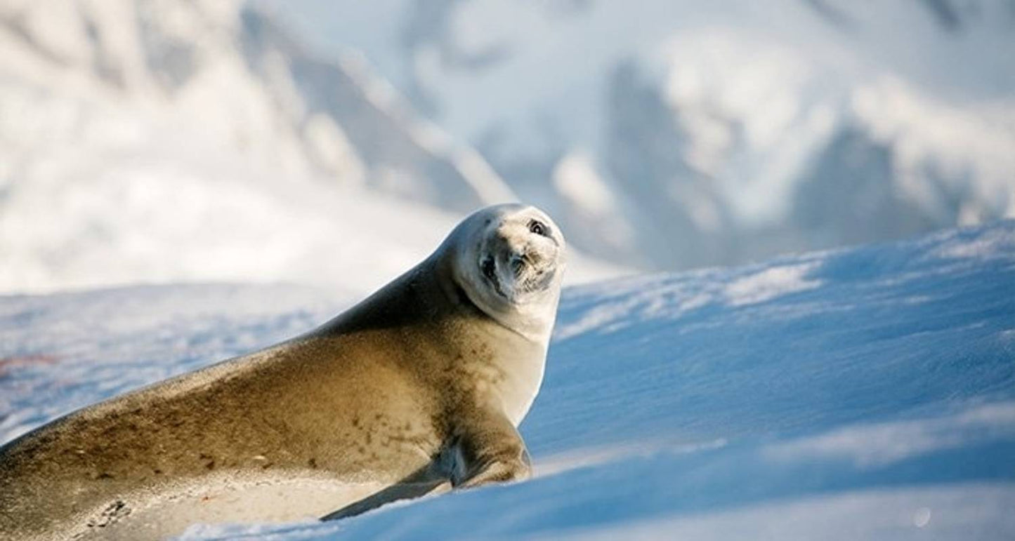 Realm of Penguins & Icebergs