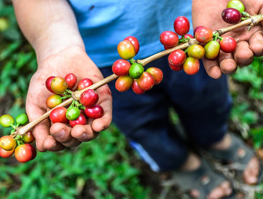 Green in Guatemala