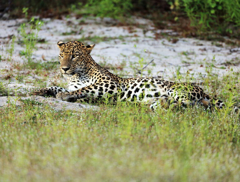 Sri Lanka: Wildlife Adventure