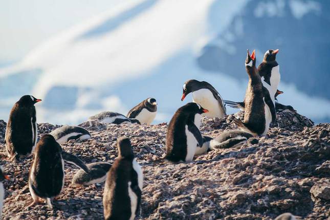 Best of Antarctica: Whale Journey (12 destinations)