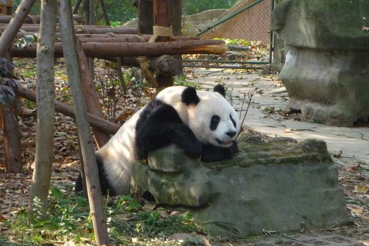 Sichuan Discovery 10D: Chengdu, Panda Base, Jiuzhaigou, Jianmen, Langzhong, Leshan, Mt Emei