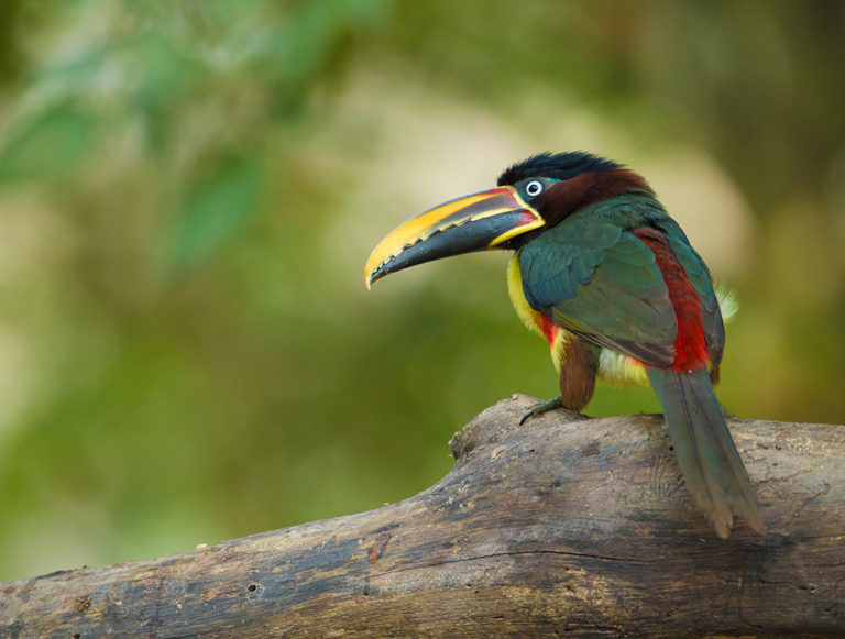 Brazil: Jaguars to Pristine Islands