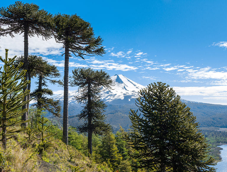 Chile: Patagonia Honeymoon