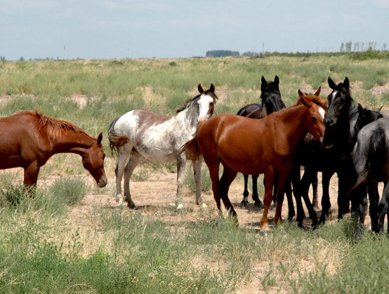 Argentina: Culture, Mountains, Nature, and Wine Country