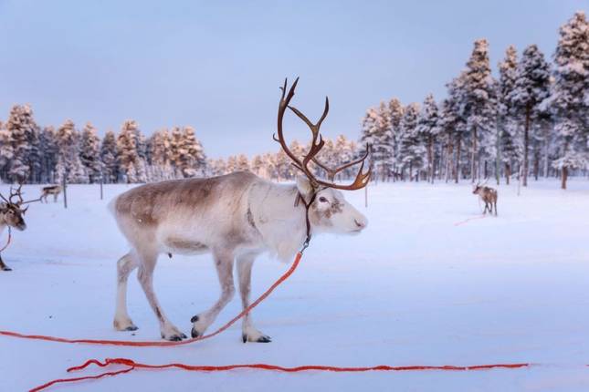 Arctic Winter Adventure - Adults Only