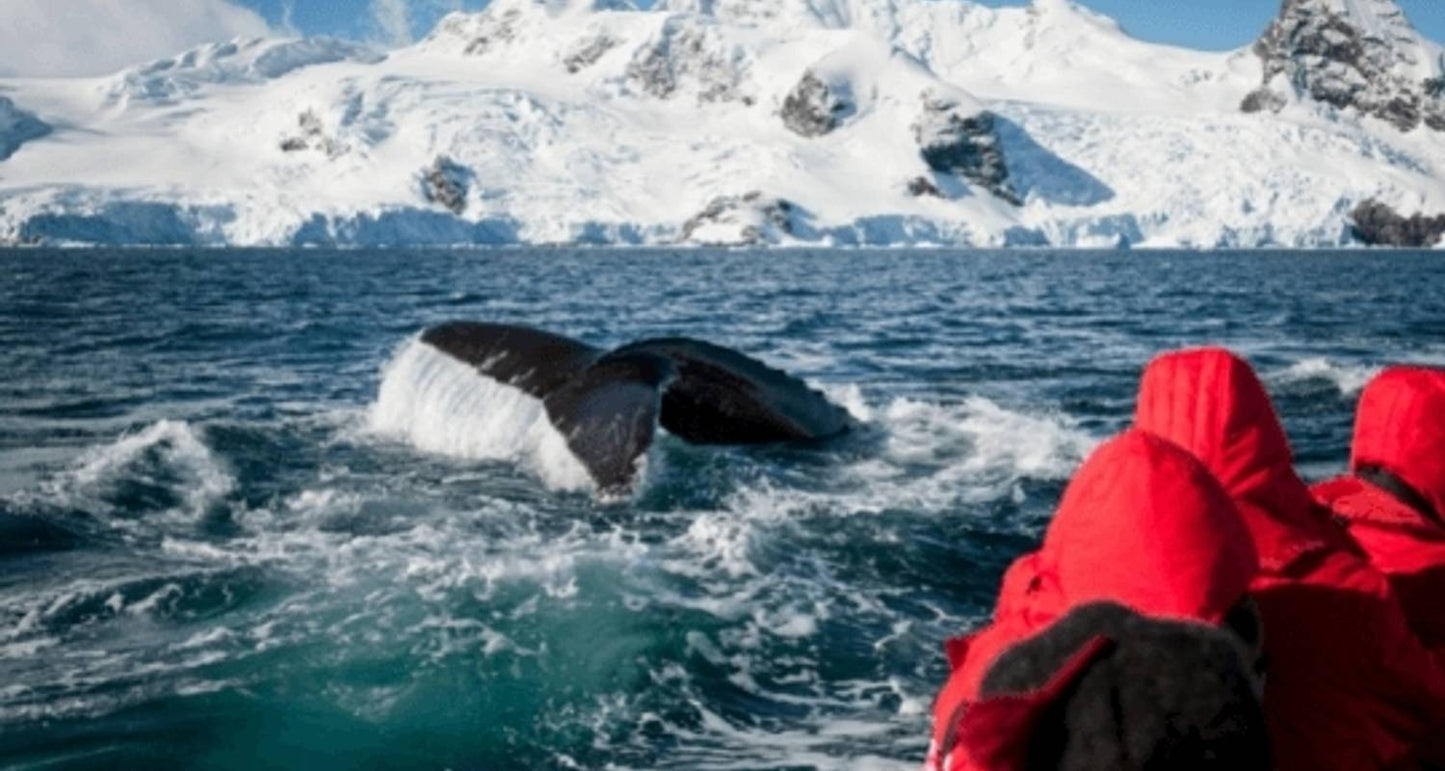 Realm of Penguins & Icebergs