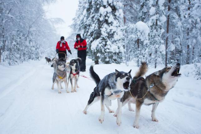 Rovaniemi Winter Experience