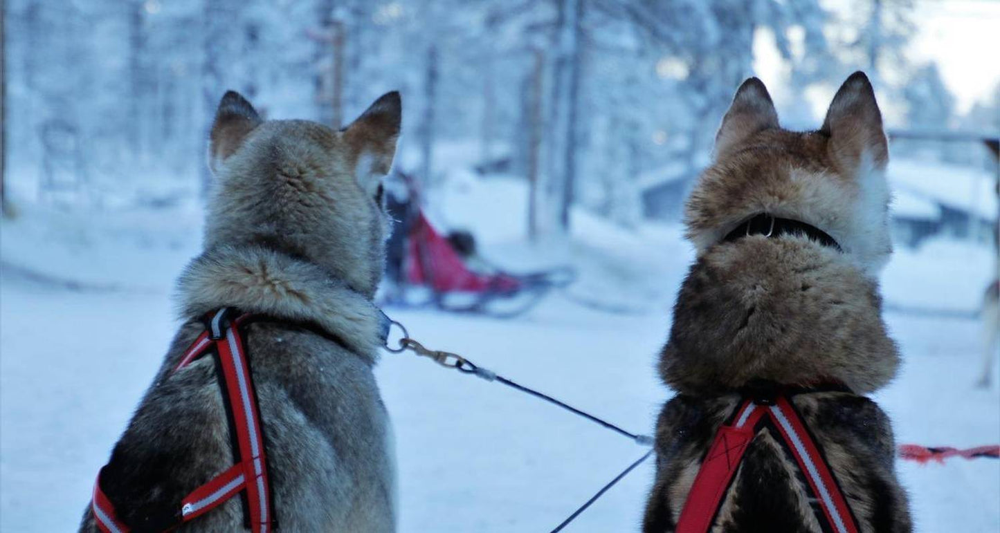 Finland Highlights & Arctic Adventure with Northern Lights & Glass Igloo