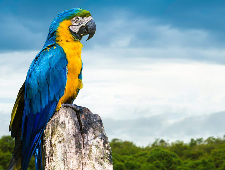 Brazil: Jaguars to Pristine Islands