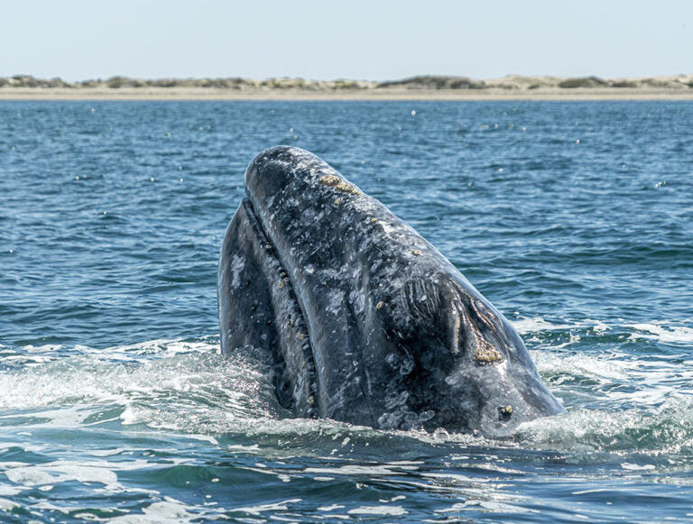 Baja: Ocean Safari