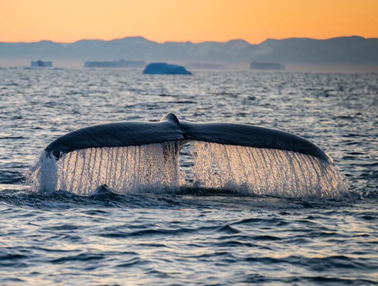 Greenland: An Elevate Exceptional Adventure