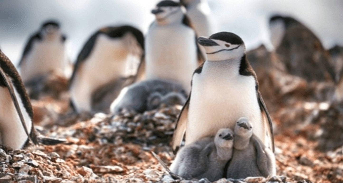 Realm of Penguins & Icebergs