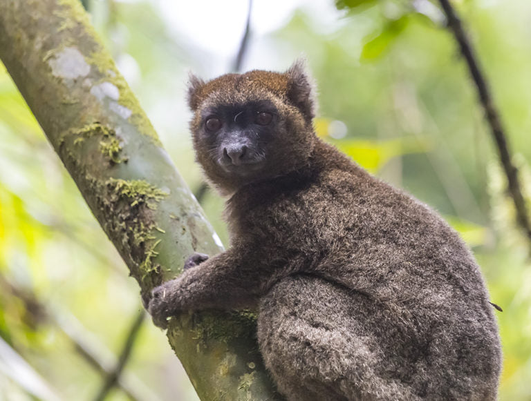 Madagascar: Island Heritage Embrace