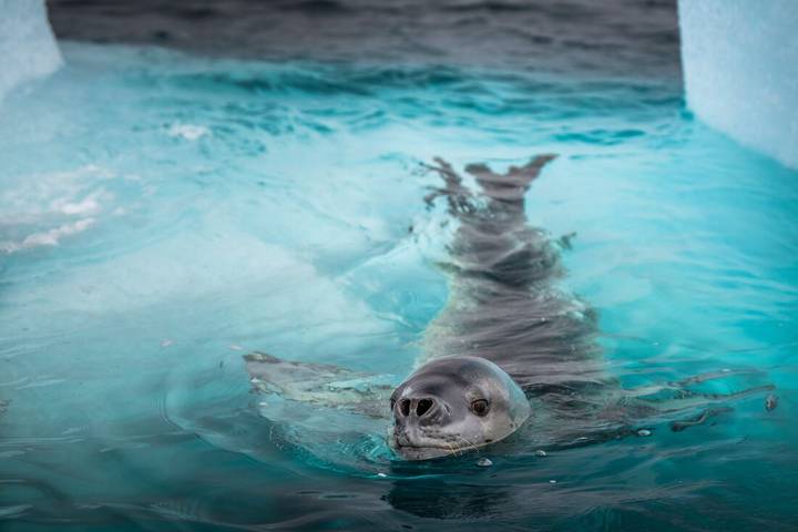 Best of Antarctica: Whale Journey (12 destinations)