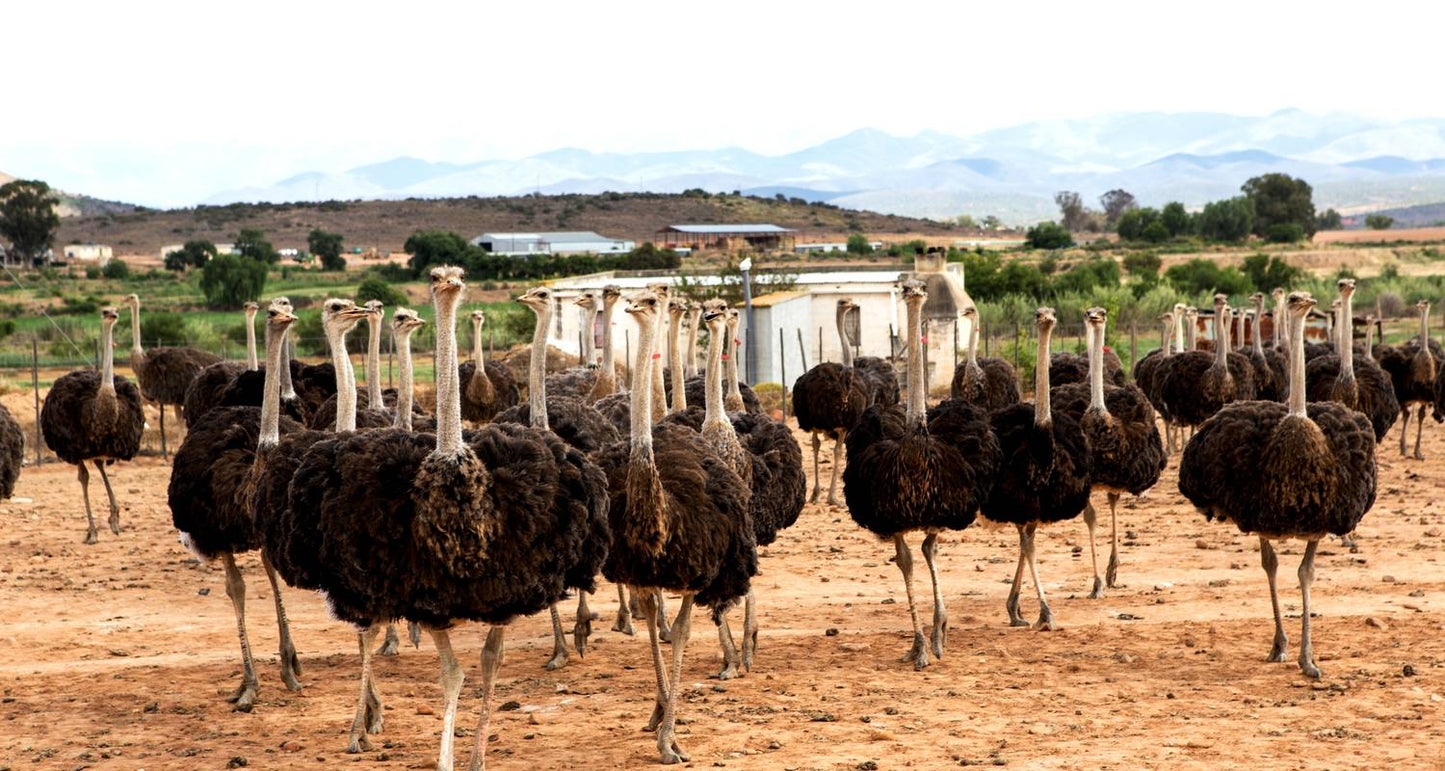 South Africa : Wildlife, Garden Route & Mother City Cape Town