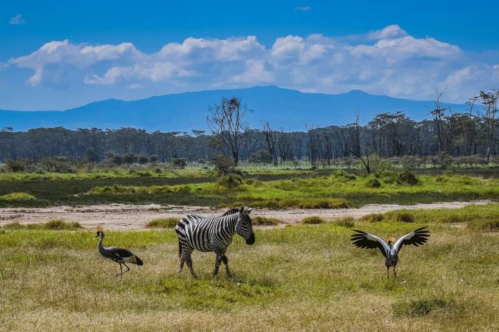 Wild Kenya: Nairobi, Maasai Mara, Amboseli & Lake Naivasha