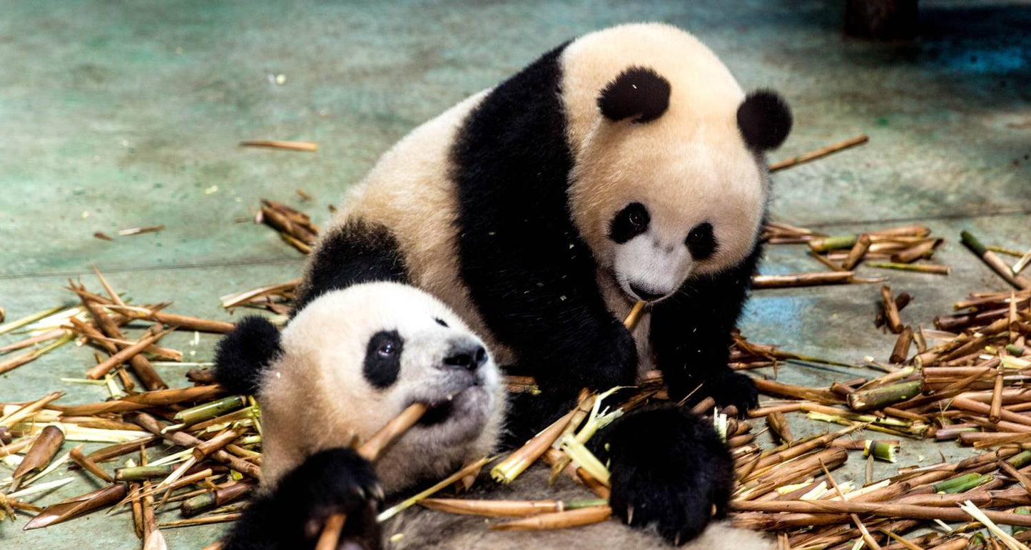 Sichuan Discovery 10D: Chengdu, Panda Base, Jiuzhaigou, Jianmen, Langzhong, Leshan, Mt Emei