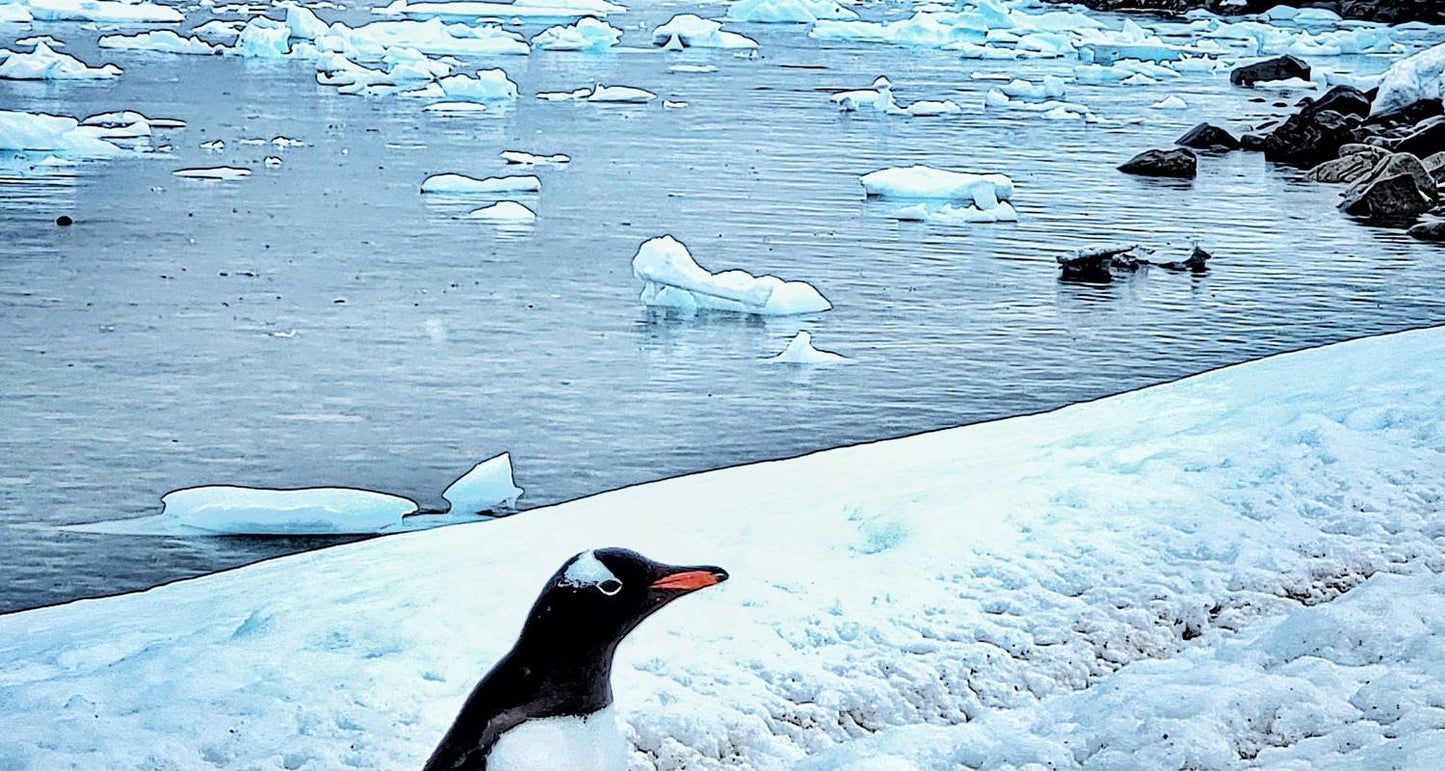 Antarctica Classic