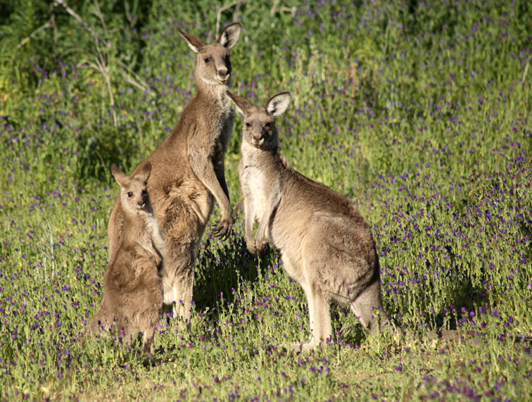 Australia: Family Planet