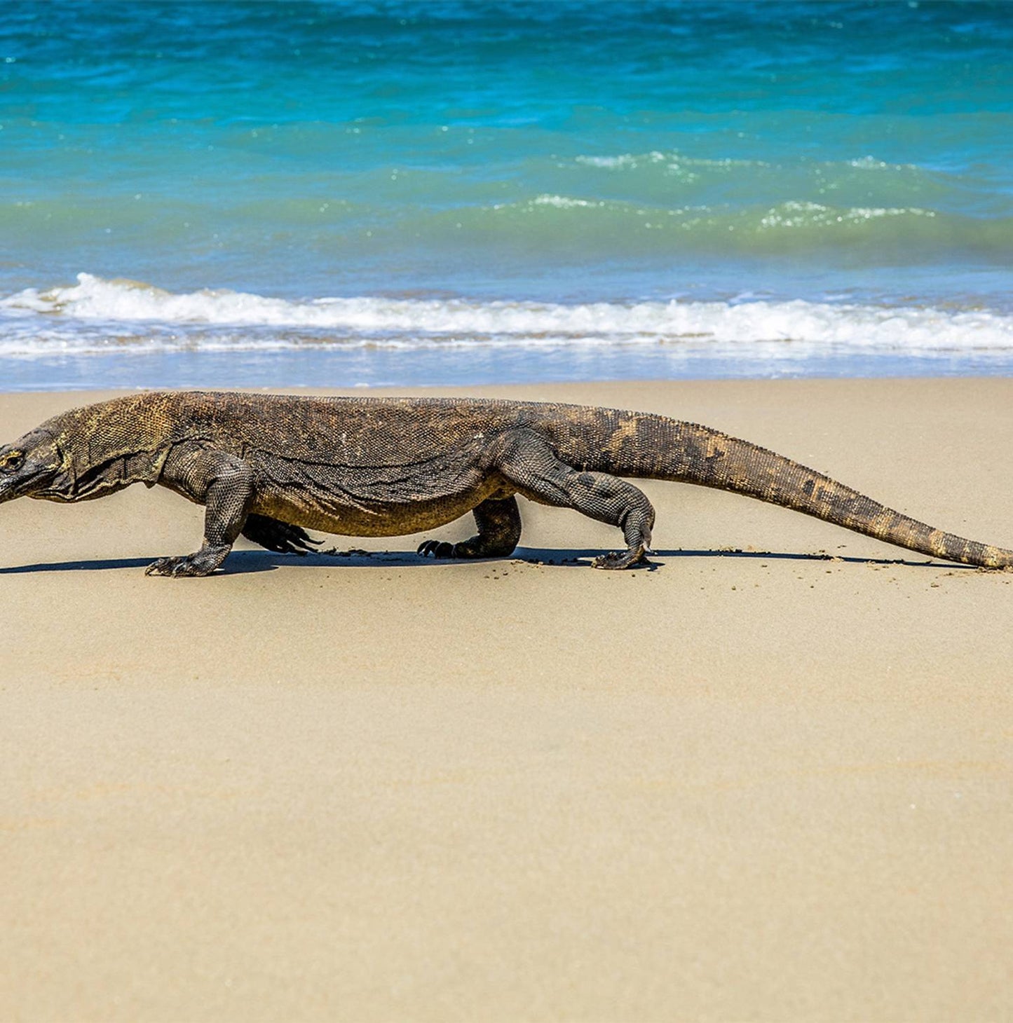 Highlights of Flores & Komodo - 5 days